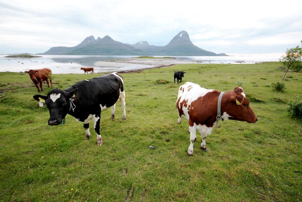 Topcamp Havblikk - Helgeland Nesna Exteriör bild